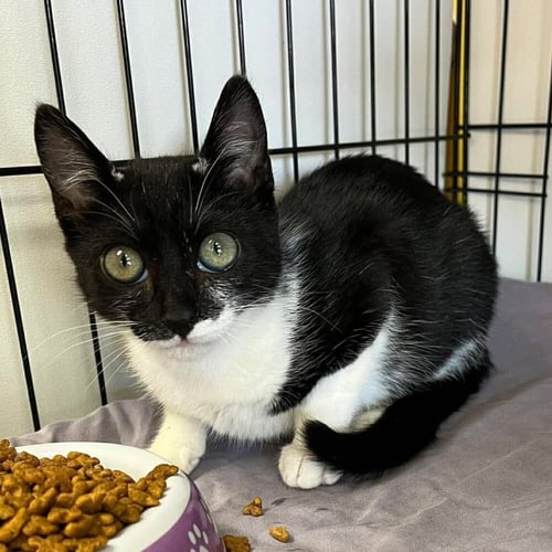 COWGIRL - Domestic Short Hair available for adoption