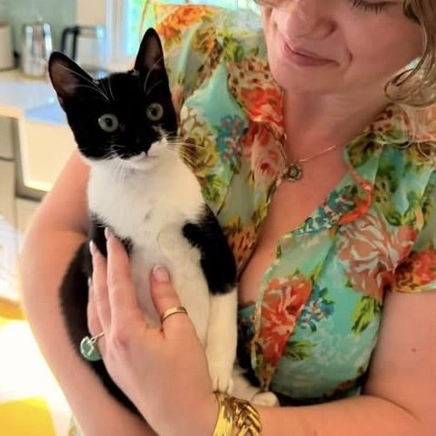 COWGIRL - Domestic Short Hair available for adoption