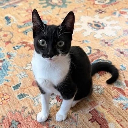 COWGIRL - Domestic Short Hair available for adoption