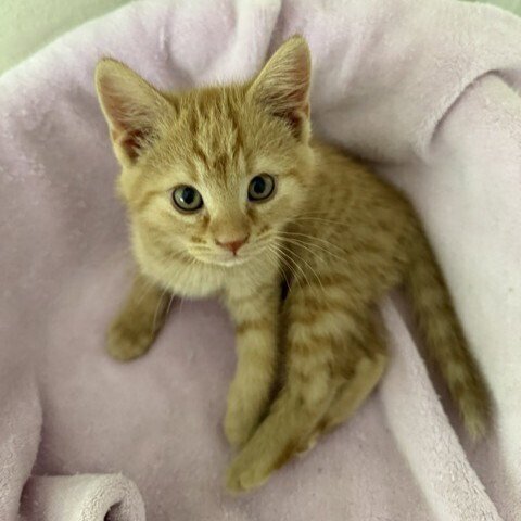 WILKINSON - Domestic Short Hair available for adoption