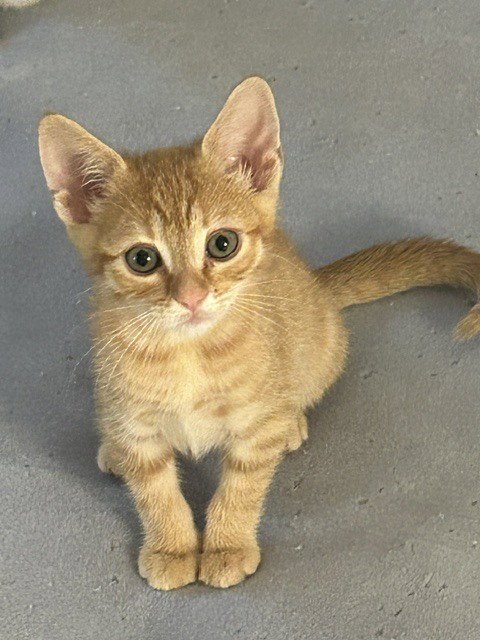 GOLDFISH - Domestic Short Hair available for adoption