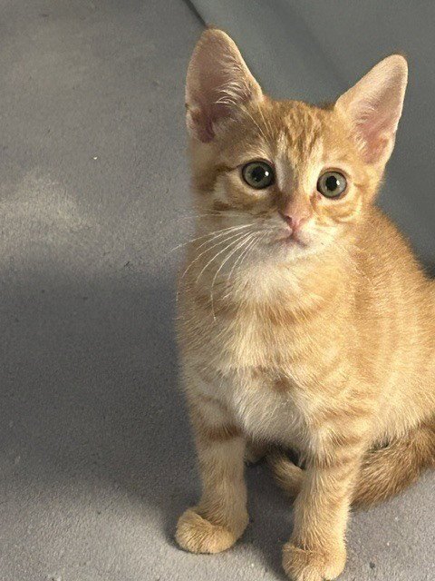 GOLDFISH - Domestic Short Hair available for adoption