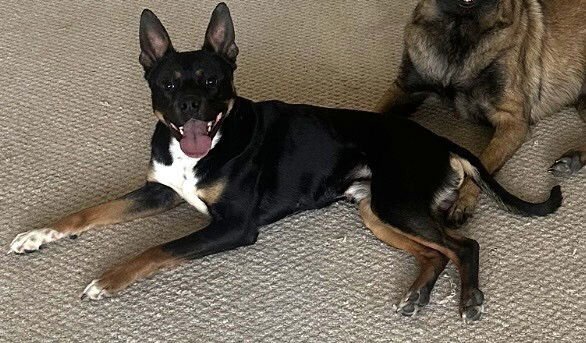 ZZ DICE - Terrier for adoption in Asheville