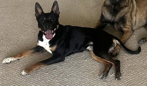 DICE - Terrier available for adoption