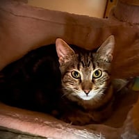 Dasher - Photo 1