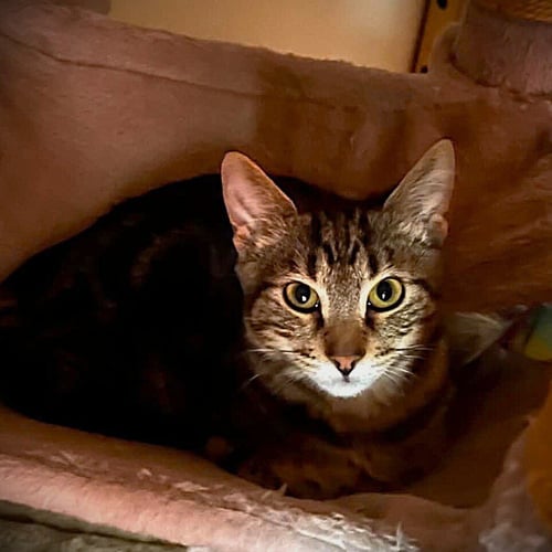 DASHER - Domestic Short Hair available for adoption