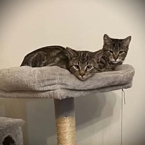 DASHER - Domestic Short Hair available for adoption
