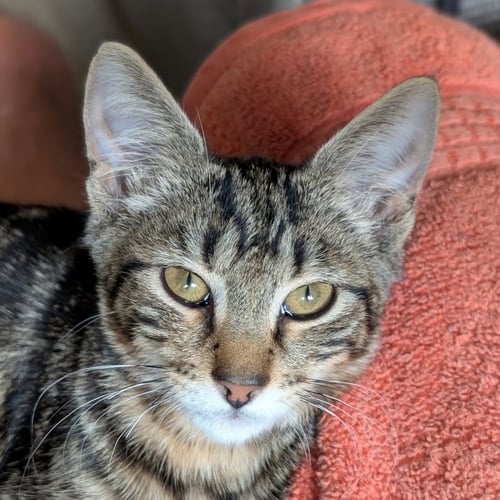 DASHER - Domestic Short Hair available for adoption