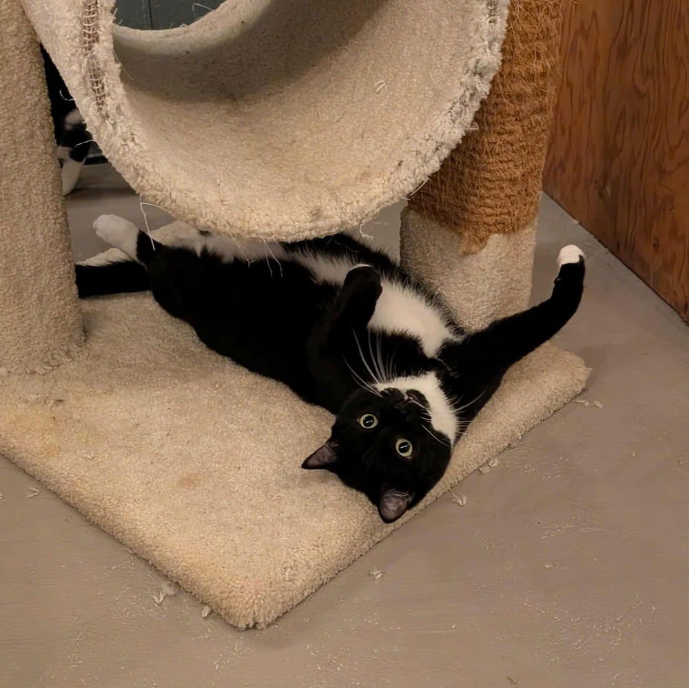 BOOTS 'A' DOOTS - Domestic Short Hair available for adoption