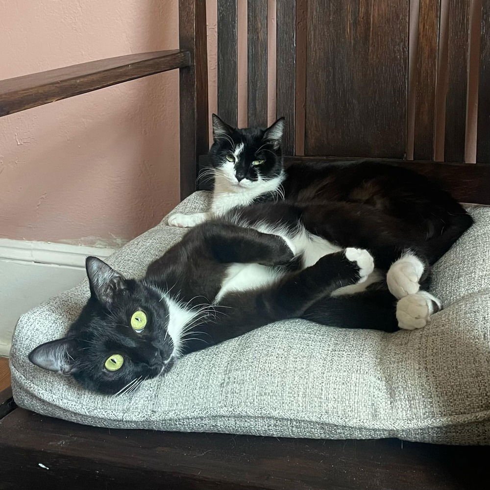 Boots 'A' Doots - Photo 4