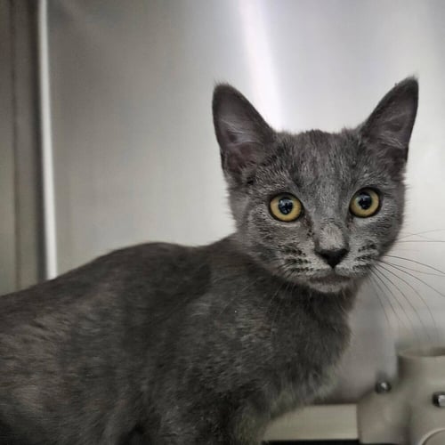 YASU - Domestic Short Hair available for adoption