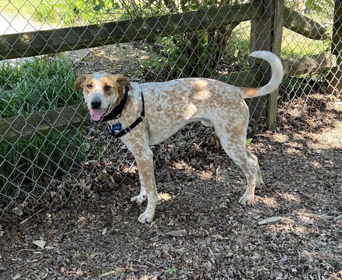 JAX - Hound available for adoption