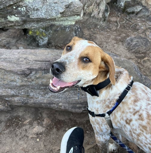 JAX - Hound available for adoption