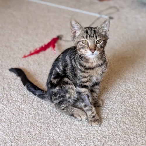 DASHER - Domestic Short Hair available for adoption