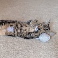 Dasher - Photo 1