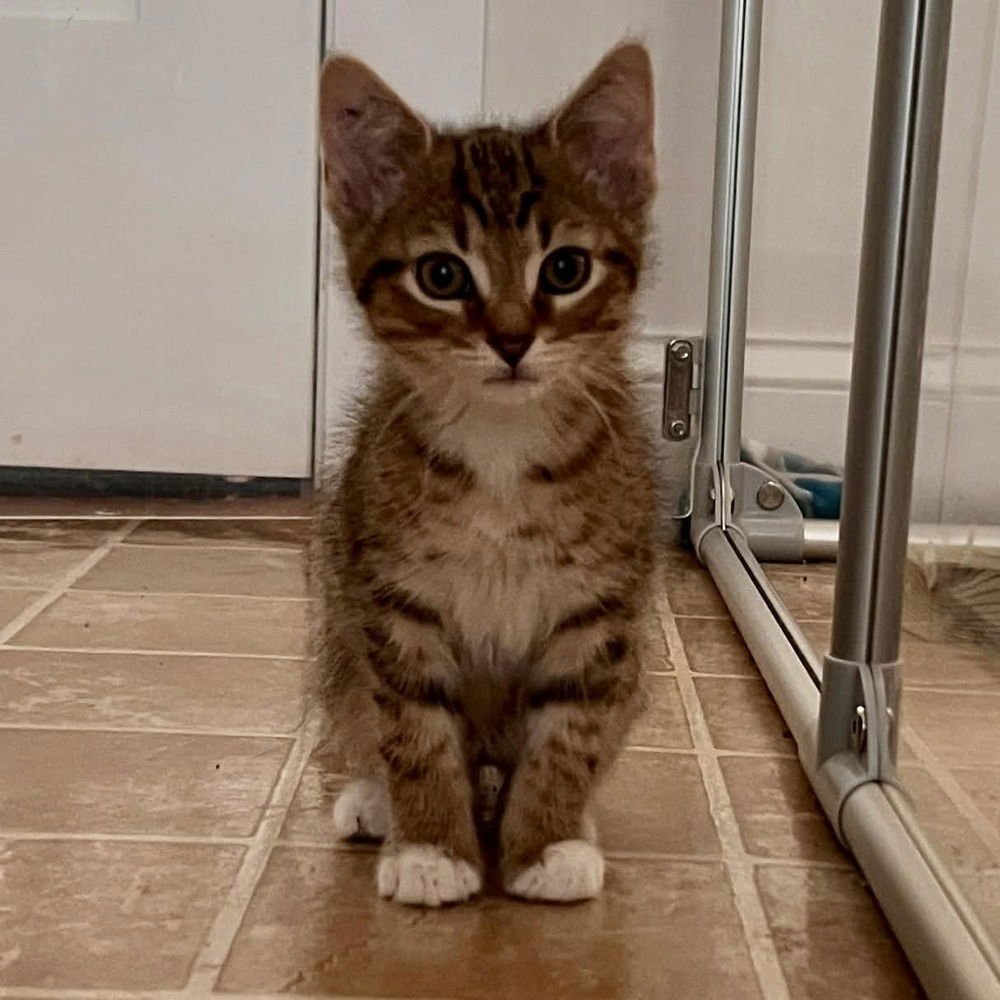 NEWTON - Domestic Short Hair available for adoption