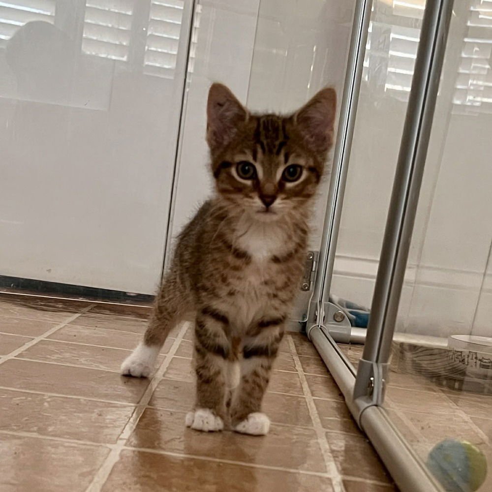 NEWTON - Domestic Short Hair available for adoption