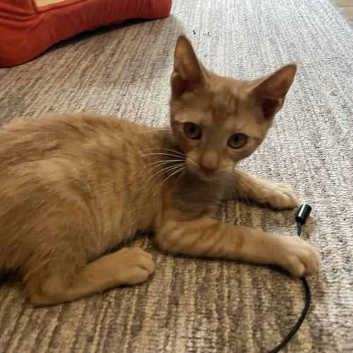 STYX - Domestic Short Hair available for adoption