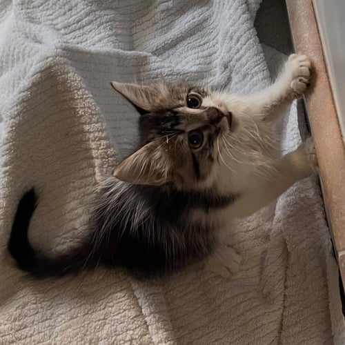 TETRA - Domestic Medium Hair available for adoption