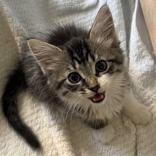 TETRA - Domestic Medium Hair available for adoption