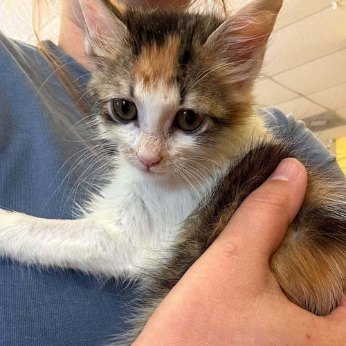 CORYDORAS - Domestic Medium Hair available for adoption
