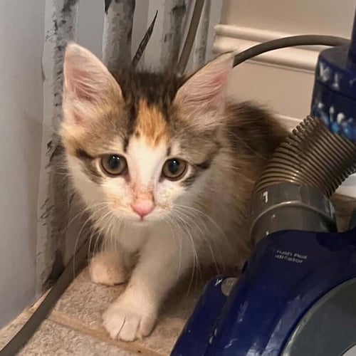 CORYDORAS - Domestic Medium Hair available for adoption