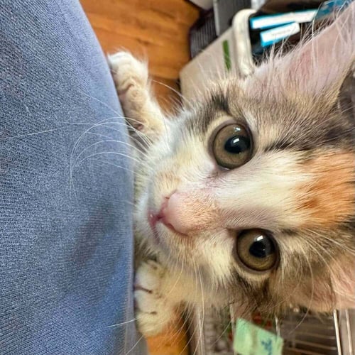 CORYDORAS - Domestic Medium Hair available for adoption
