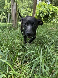 Remy - Photo 4