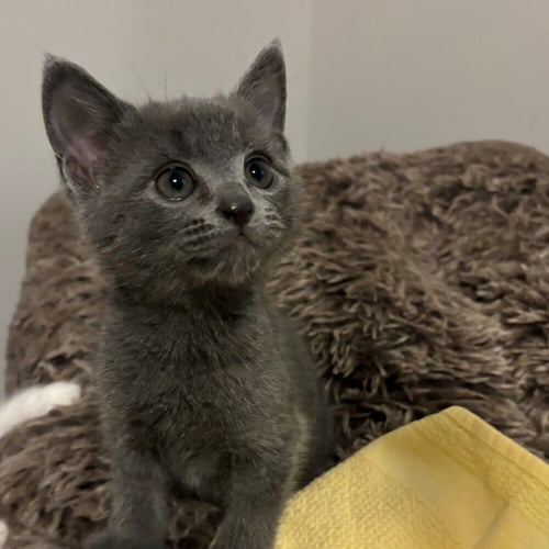 BRAEBURN - Domestic Short Hair available for adoption