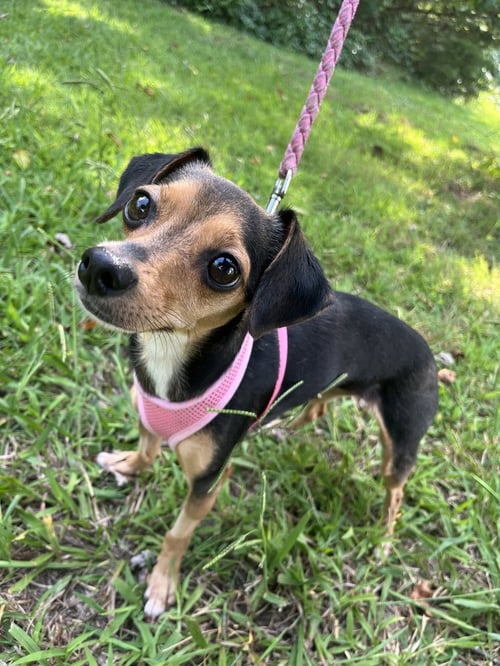 BLOSSOM - Chihuahua available for adoption