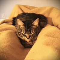 Misters - Photo 2