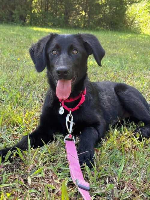 LENYA - Terrier for adoption in Asheville