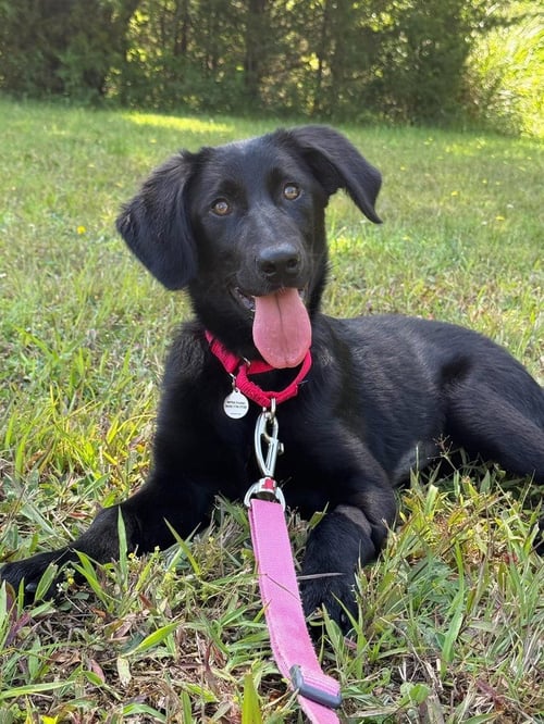 LENYA - Terrier available for adoption