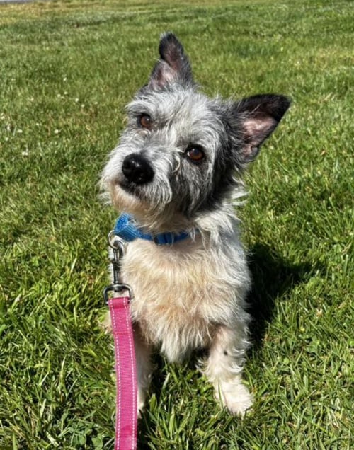 BISCUIT - Cairn Terrier available for adoption