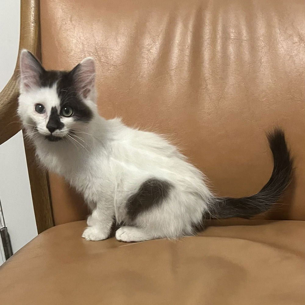 DOMINGO - Domestic Long Hair available for adoption