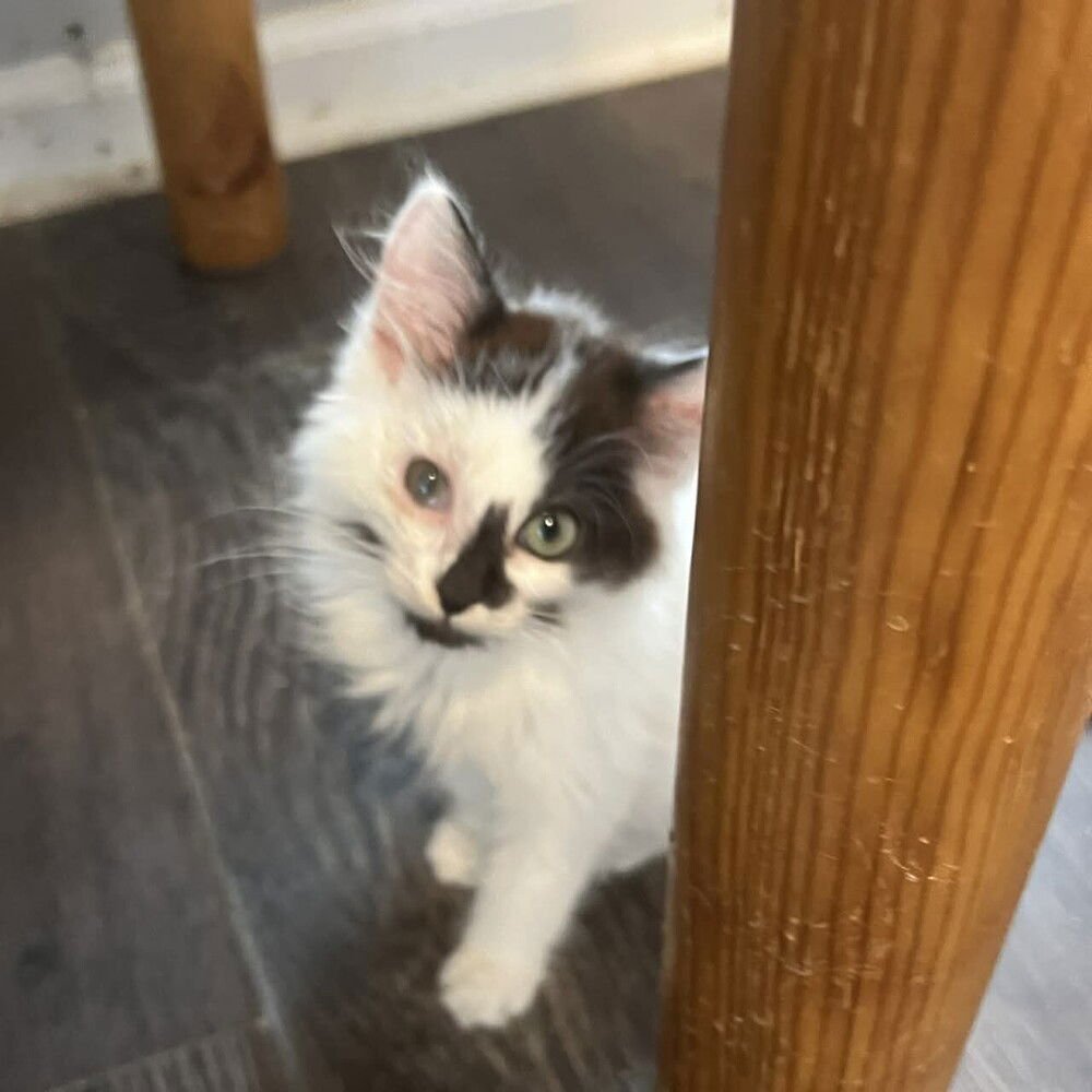 DOMINGO - Domestic Long Hair available for adoption