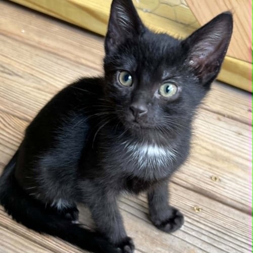 UDON - Domestic Short Hair available for adoption