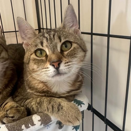 SHONDELL - Domestic Short Hair available for adoption