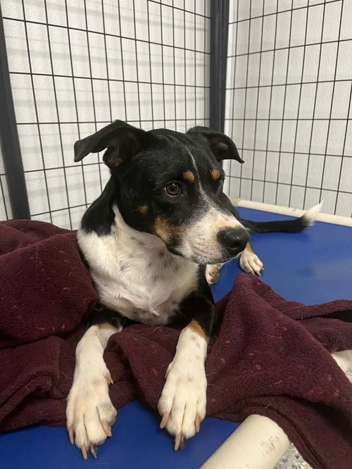 CHANCE - Terrier available for adoption