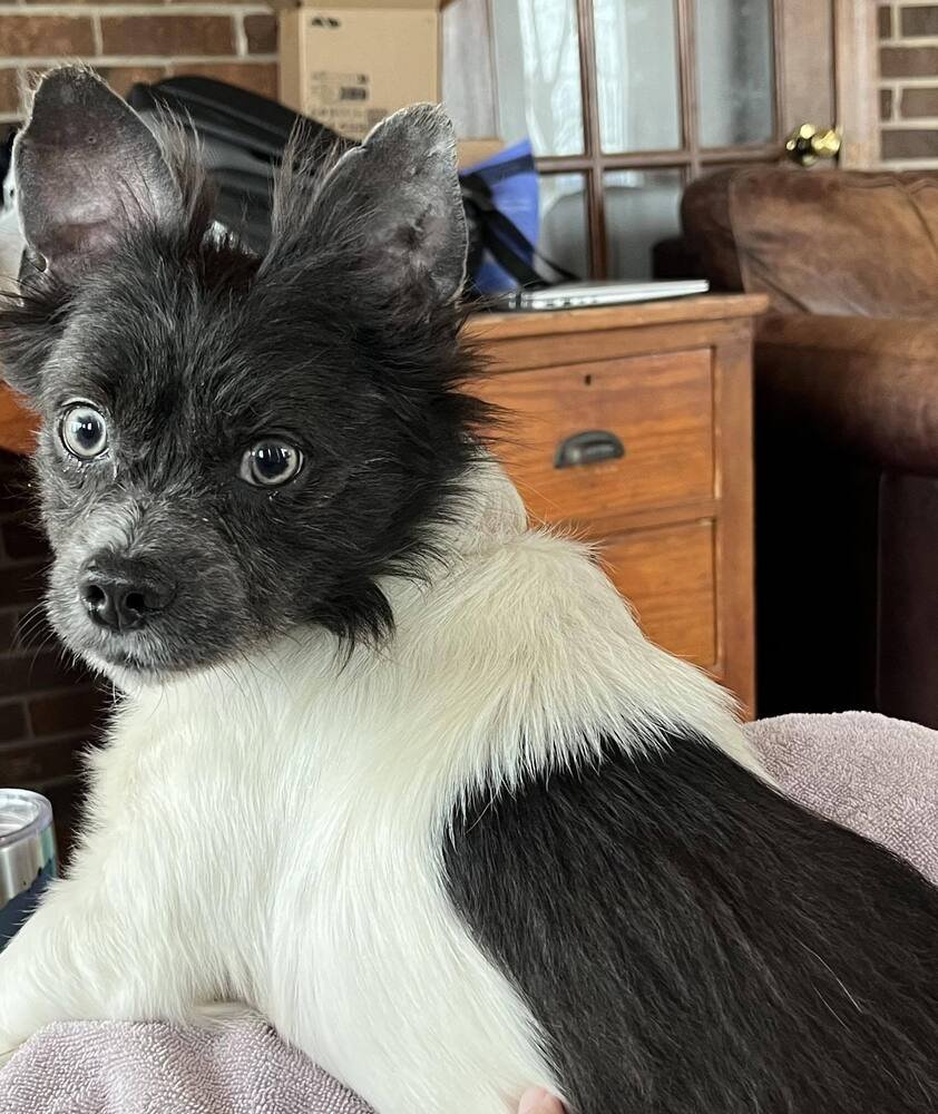 TERRANCE - Terrier available for adoption