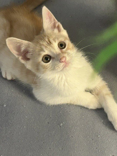 GRAHAM - Domestic Short Hair available for adoption