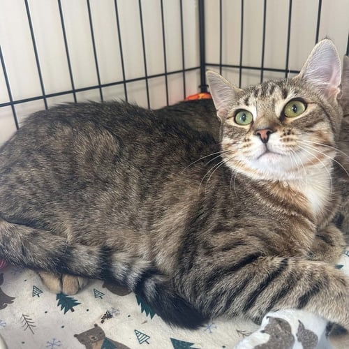 CRIMSON - Domestic Short Hair available for adoption