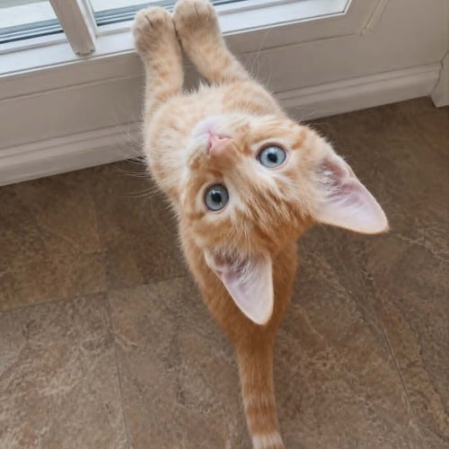 CANCUN - Domestic Short Hair available for adoption