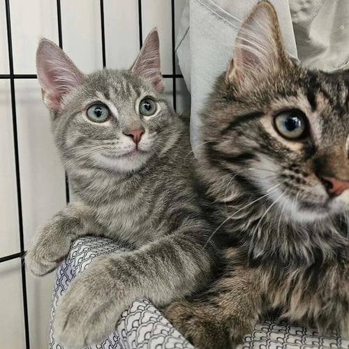 NYMAN - Domestic Short Hair available for adoption