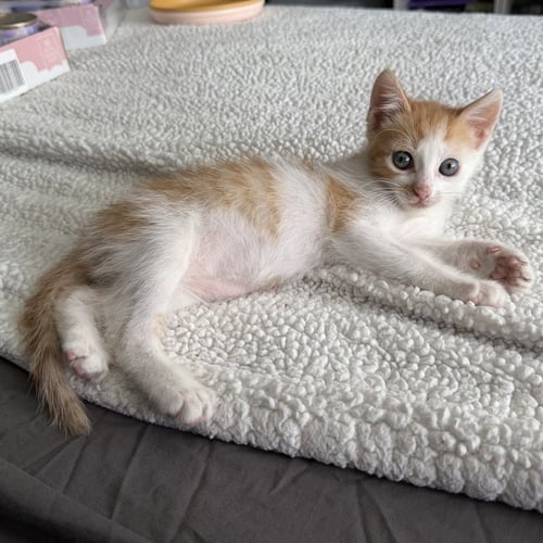 CHAPPELL - Domestic Short Hair available for adoption
