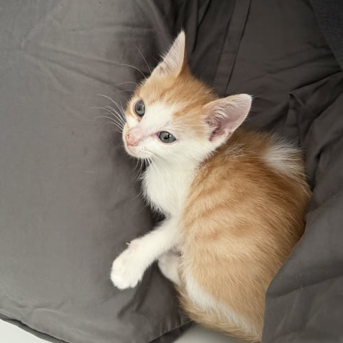 CHAPPELL - Domestic Short Hair available for adoption