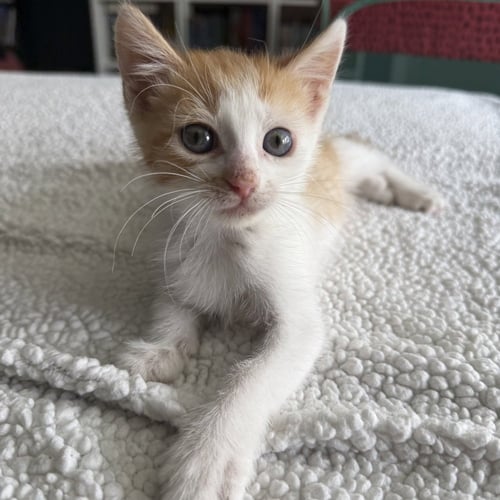 CHAPPELL - Domestic Short Hair available for adoption