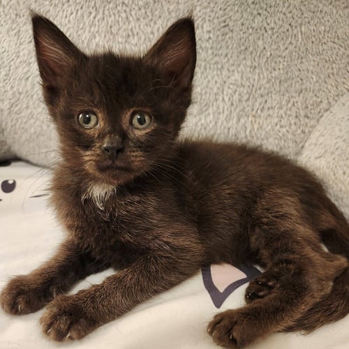 RADISH - Domestic Short Hair for adoption in Asheville