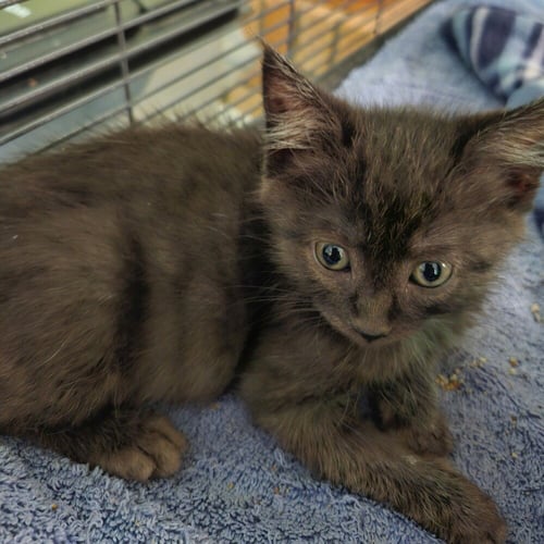 RADISH - Domestic Short Hair available for adoption
