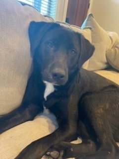 BEAR - Labrador Retriever available for adoption